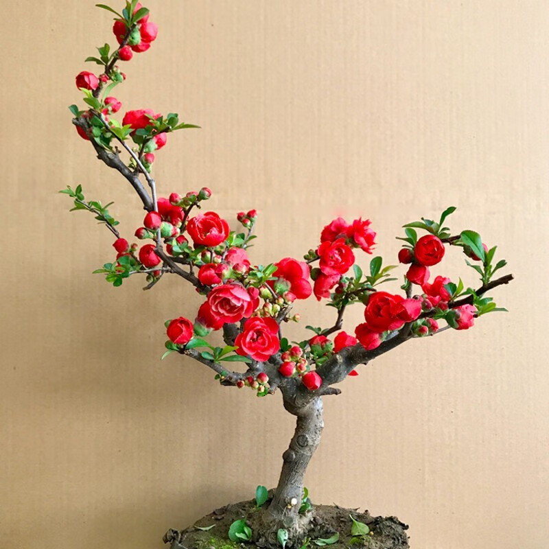 家中有果日本海棠长寿冠海棠盆景当年开花绿植花卉庭院阳台四季盆栽不