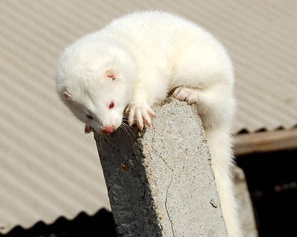 宠物貂活体幼貂宠物狐狸国产花貂雪貂水貂白貂黑貂