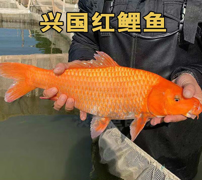 墨之瑶红鲤鱼苗可食用淡水养殖稻田兴国红鲤鱼冷水观