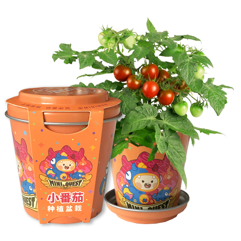 匠心绽放小番茄迷你盆栽 儿童DIY趣味种植观察植物角男孩女孩玩具生日礼物 MINI小彩罐 小番茄