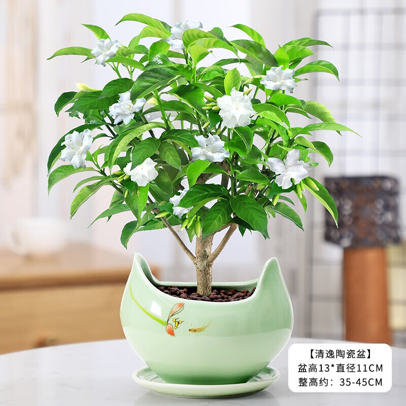 华煜丁香花树苗盆栽花卉绿植庭院绿植好养 丁香花 清逸陶瓷盆 肥料