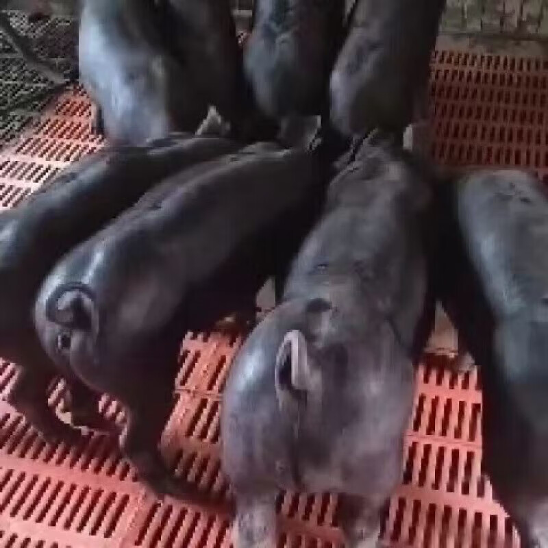 新美系纯种黑杜种公猪原种黑杜洛克黑杜母猪新一代黑金刚 一头到乡镇