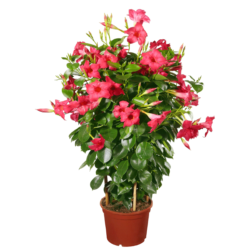 双线藤花苗盆栽双喜藤室内花卉观花攀爬类植物庭院带花 红色飘香藤