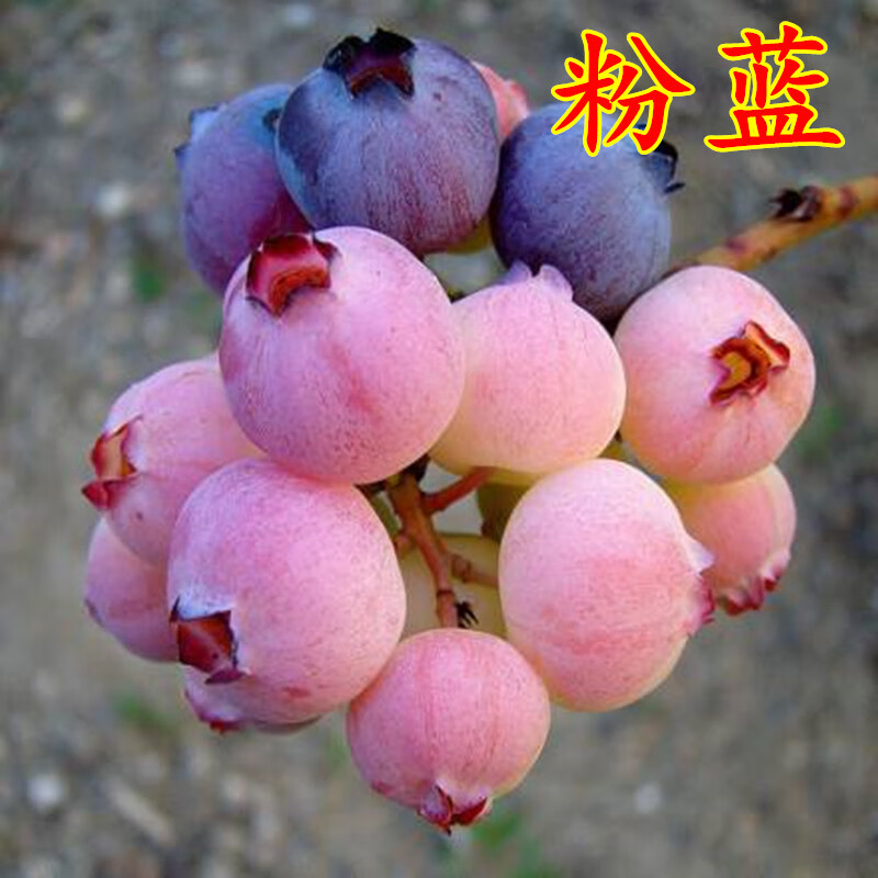樱霞粉蓝蓝莓树苗当年结果新品种蓝莓室内外盆栽地栽果树 2年苗