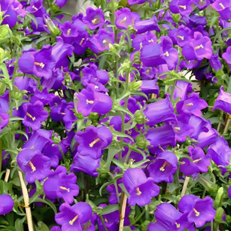 草好种易活室内外庭院阳台盆栽花卉种籽花种子大全 风铃草种子【紫色