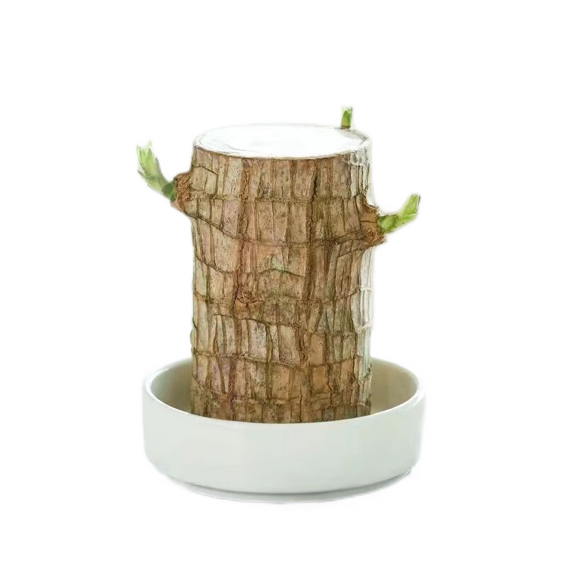 怎么看绿植盆栽历史价格|绿植盆栽价格走势图