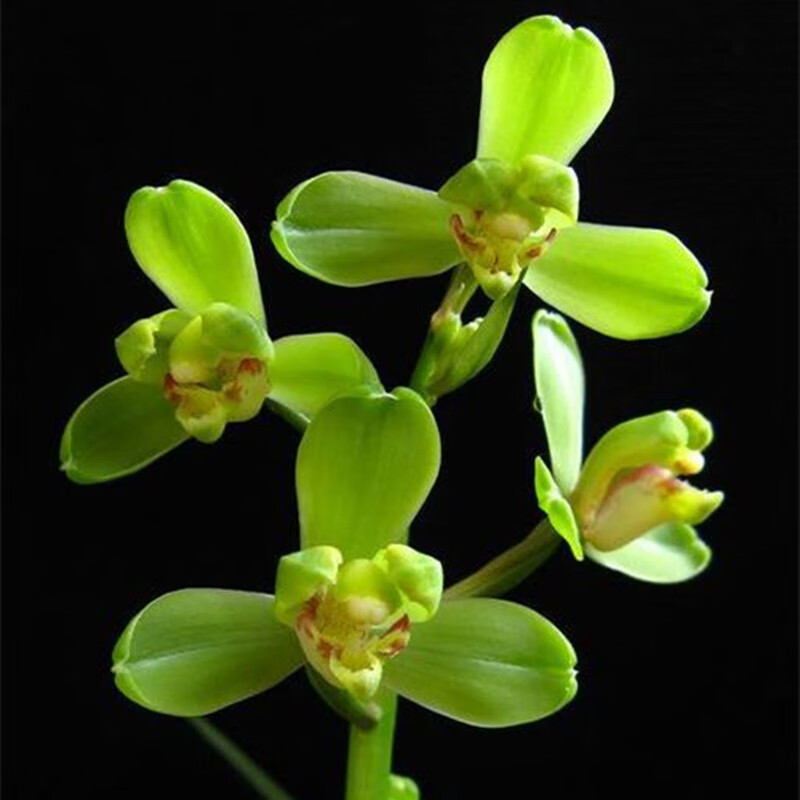 花姬兰花苗 江南新 蕙兰 传统品种新八种梅瓣 瓣型花湖北随州兰草