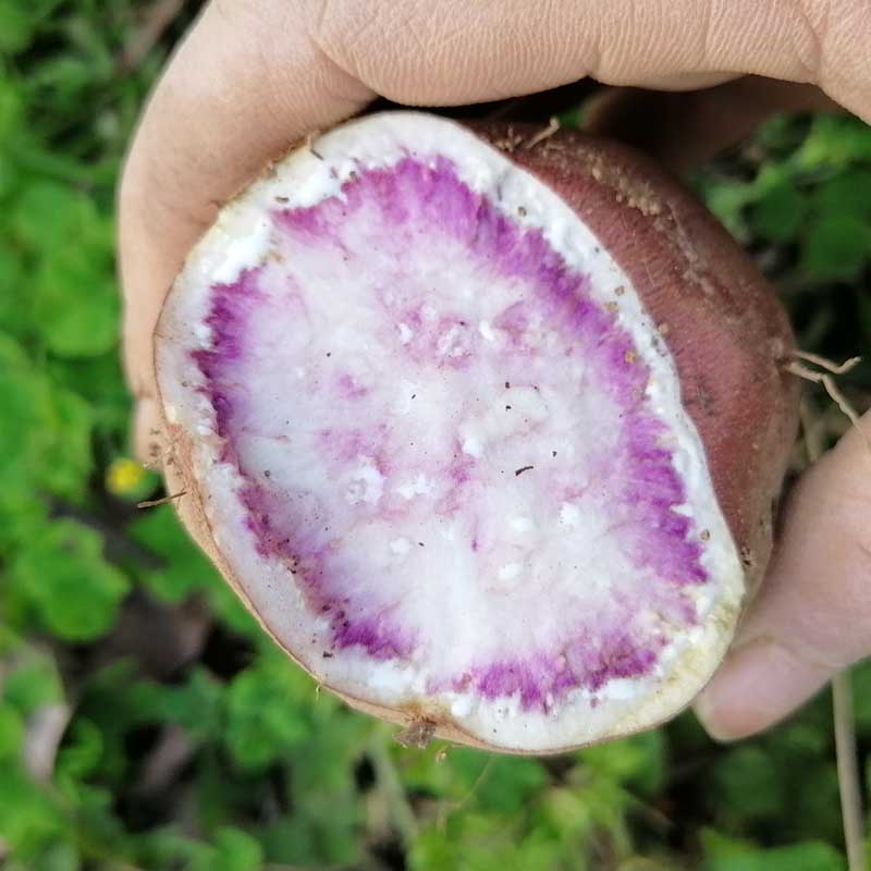禾之润贵州花心红薯新鲜红薯种子冰淇淋薯粉糯5斤 5斤 中果