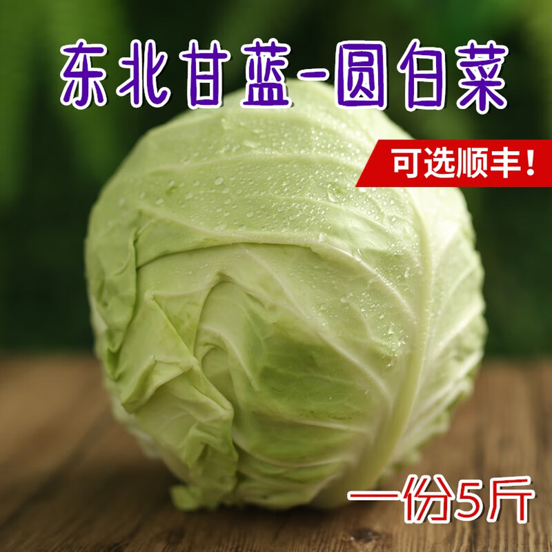 东北农家圆白菜大头菜包卷心菜10新鲜蔬菜疙瘩白绿甘蓝约5斤 1000g