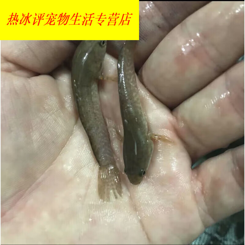 鱼龙鱼凶猛七彩雷龙好养活南鳢彩虹雷龙鱼 彩虹雷龙鱼苗5-10厘米发1条