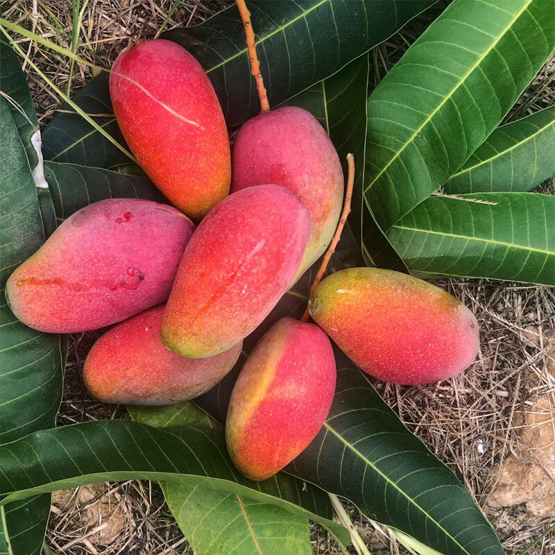 智田喜海南贵妃芒果应季新鲜水果现摘孕妇水果纸核芒 手选精品(芒果需要催熟才能食用) 贵妃芒中果净重4.5斤/单果100g+