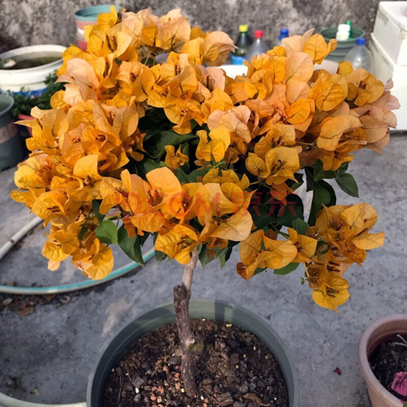 盆栽室内阳台爬藤植物勒杜鹃花苗重瓣三角梅大苗庭院花卉盆景 橙色