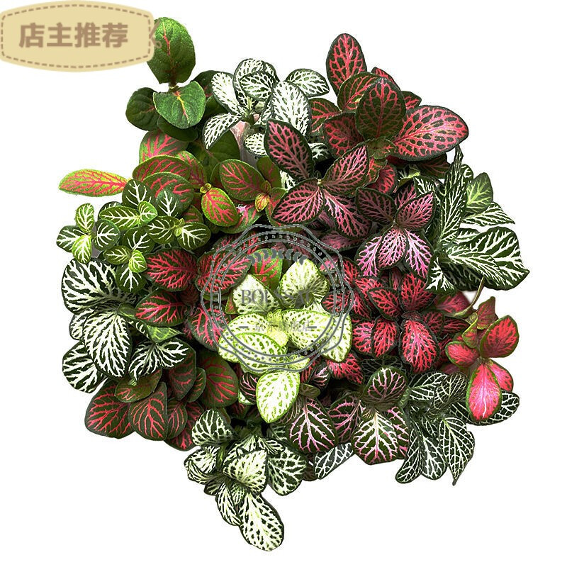 网纹草 随机4株(不同品种)