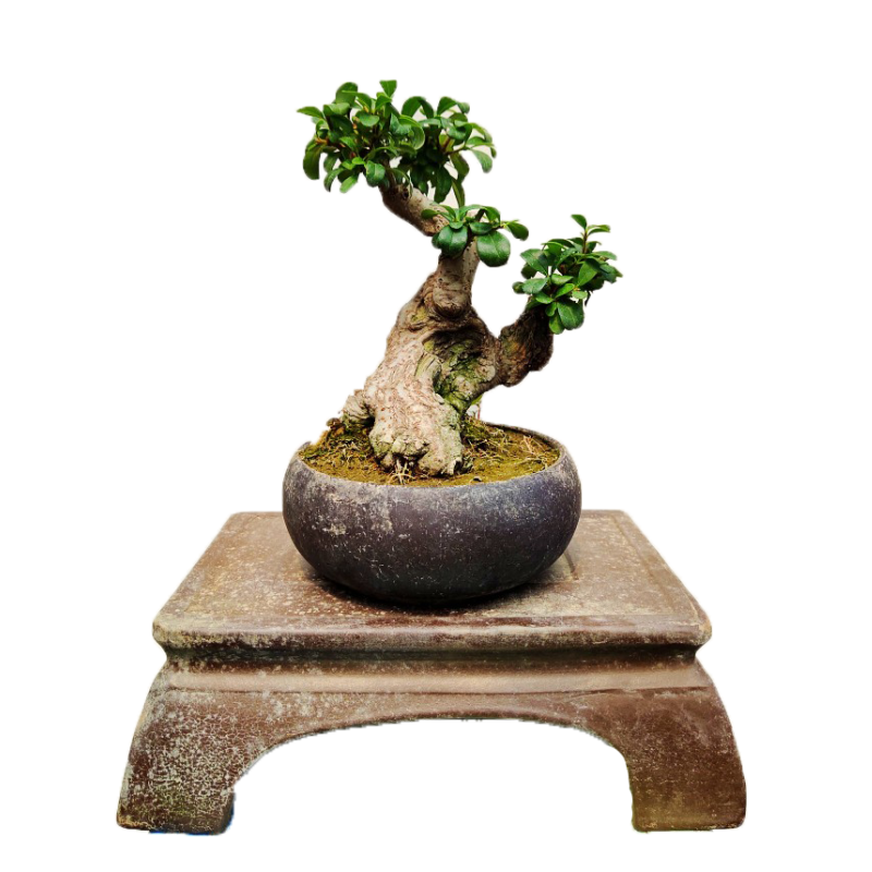 矮霸盆景米叶米冬盆景小叶冬青盆景老桩四季常青植物 一物一拍 1# 带