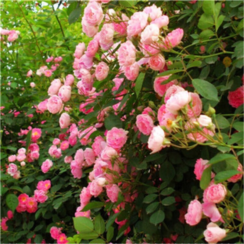 wmo蔷薇花树苗爬藤四季开花藤本月季耐寒花卉藤蔓庭院阳台攀岩老桩