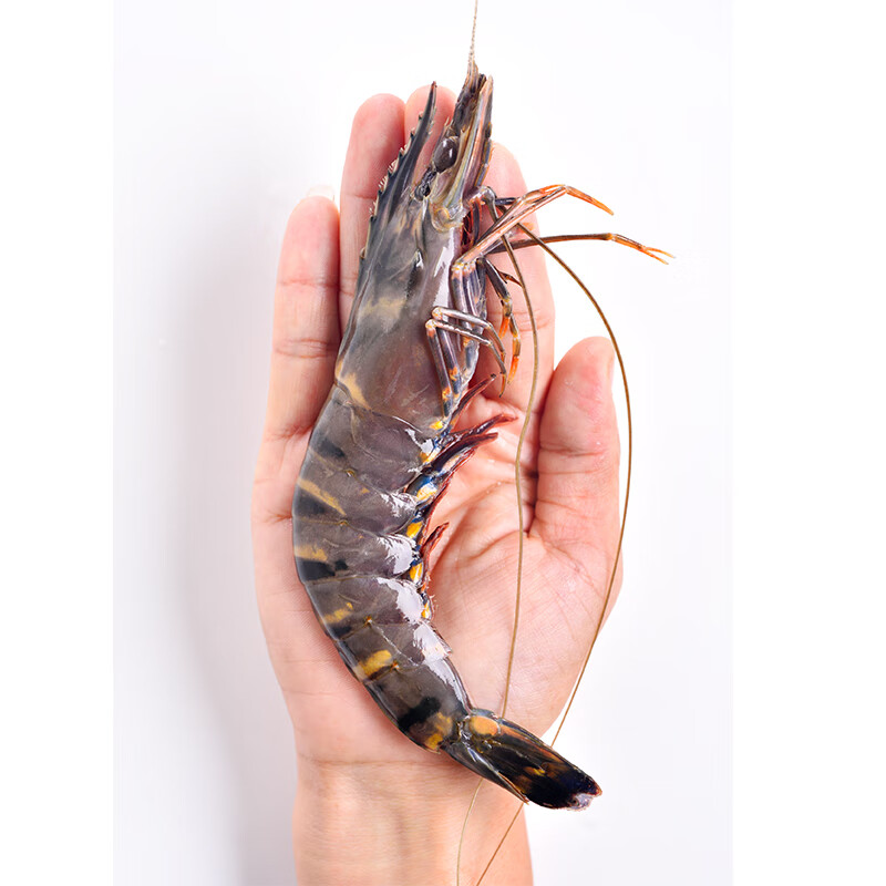 京东生鲜泰国活冻黑虎虾（特大号）850g 17-26只/盒 海鲜水产