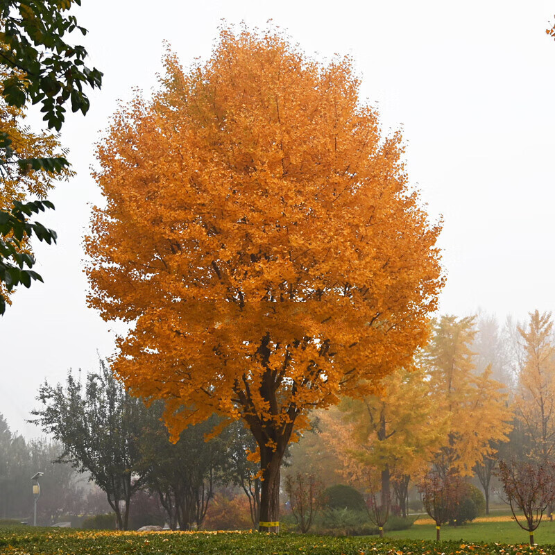阿源沐银杏树活苗白果活苗金叶银杏行道树庭院绿化苗木金叶银杏小苗
