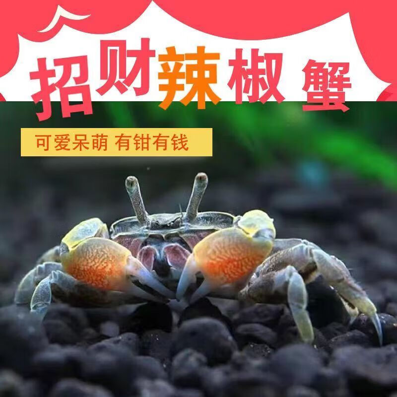 泽驭名宠迷你辣椒蟹观赏蟹宠物螃蟹可与孔雀鱼斑马鱼观赏虾混养 1公1