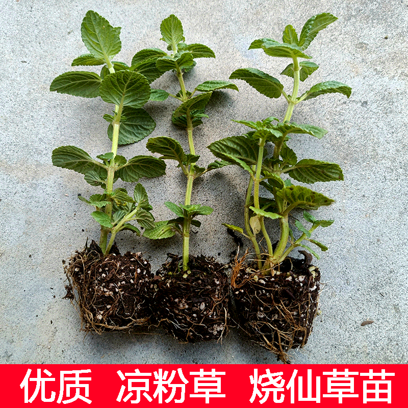 新鲜凉粉草苗四季仙人草苗小苗带根可种广西烧仙草苗特产带泥发货