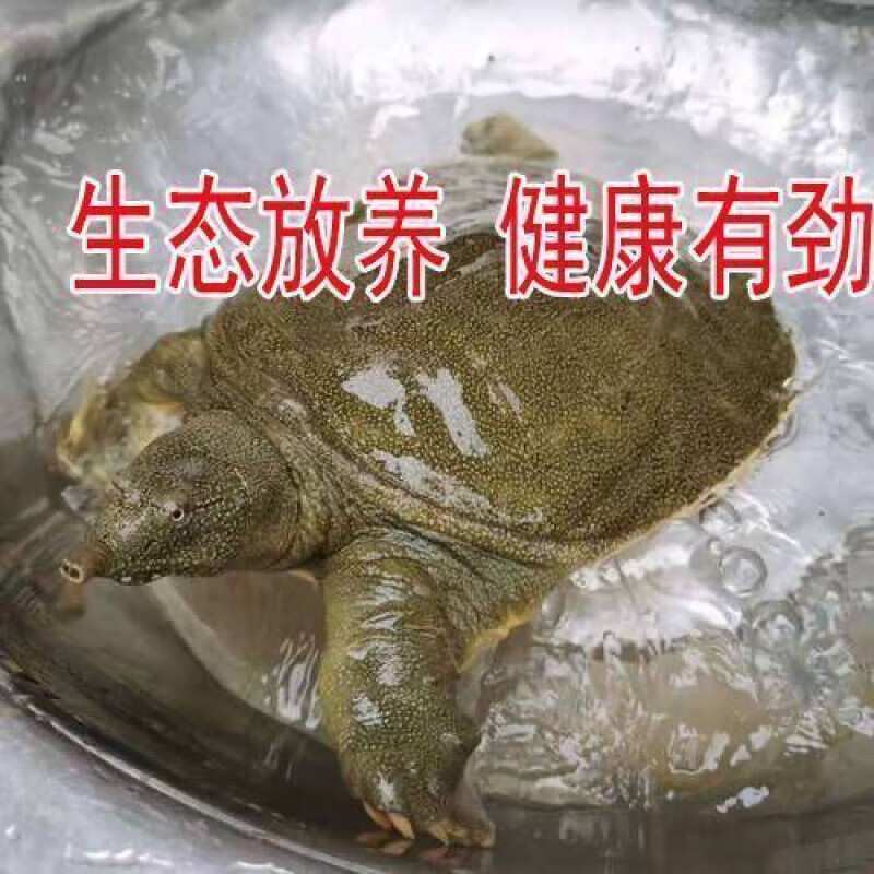 【野養(yǎng)大甲魚鮮活】外塘放養(yǎng)鮮活王八中華鱉小甲魚苗水魚 3.3-3.5斤鮮活甲魚