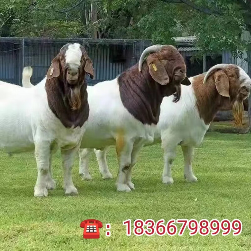 精品波尔山羊大耳朵波尔羊小羊羔活羊波尔山羊母孕羊纯种波尔山羊