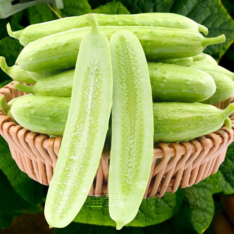 农之子(nongzhizi)海阳白玉黄瓜种子苗山东牛奶水果白黄瓜老品种 海阳