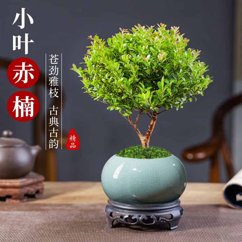 采缇(caiti)小叶赤楠老桩盆景客厅办公室内桌面盆栽耐阴绿植物四季