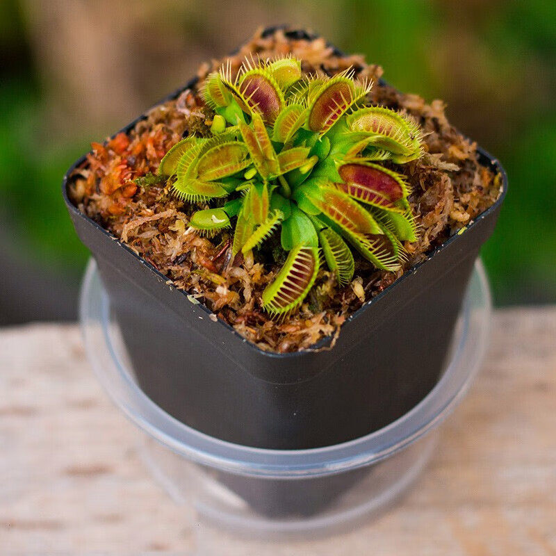 纵观天下捕蝇草驱蚊草食人花猪笼草盆栽大嘴超大奇趣吃虫宿舍室内