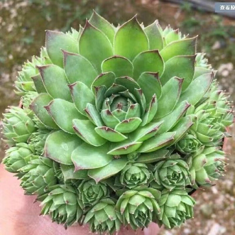 花盆花器活动价格历史|花盆花器价格比较