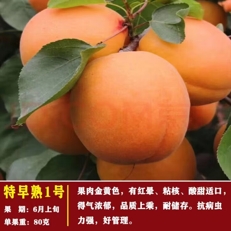 帝王杏大杏树苗杏子高产甜度高口感好耐寒耐旱南北方皆宜 新农早熟2年