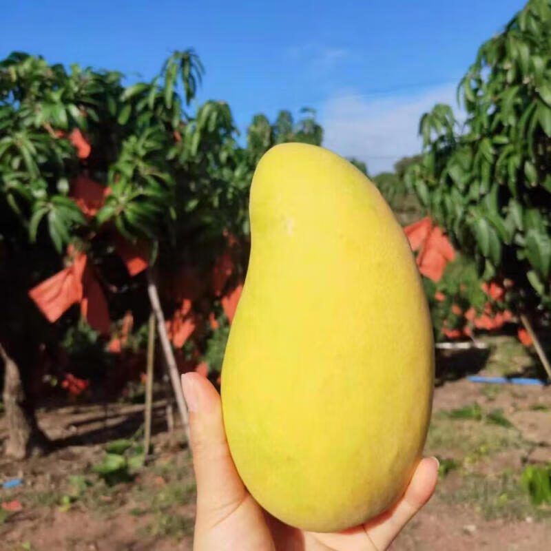 海南金煌芒9斤芒果热带水果现摘甜心黄皮水仙芒整箱 9斤品质装【单果300g+】