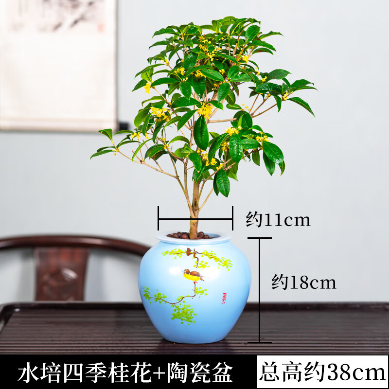 花名堂水培植物桂花小盆栽树苗四季桂绿植花卉盆景水生水养办公室内桌面 四季桂+蓝花陶瓷盆