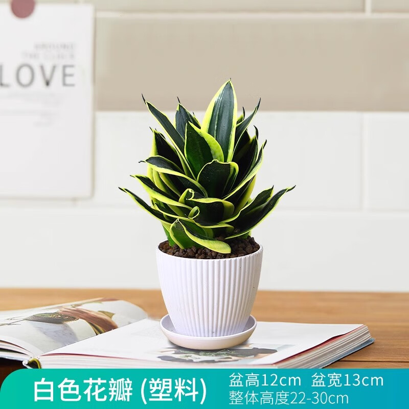 zkhe荷花兰虎皮兰盆栽办公室内客厅绿植花卉植物金边短叶虎尾兰 荷花