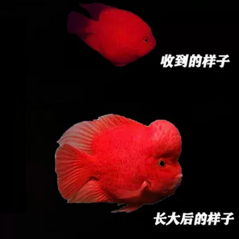 瀚幻黄金财神鱼一字嘴起头红财神鹦鹉鱼热带淡水台湾黄金元宝鹦鹉活体