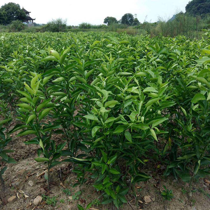 花嫁衣丑八怪橘子苗四川丑橘苗不知火柑橘果树苗丑柑树苗桔子苗南方