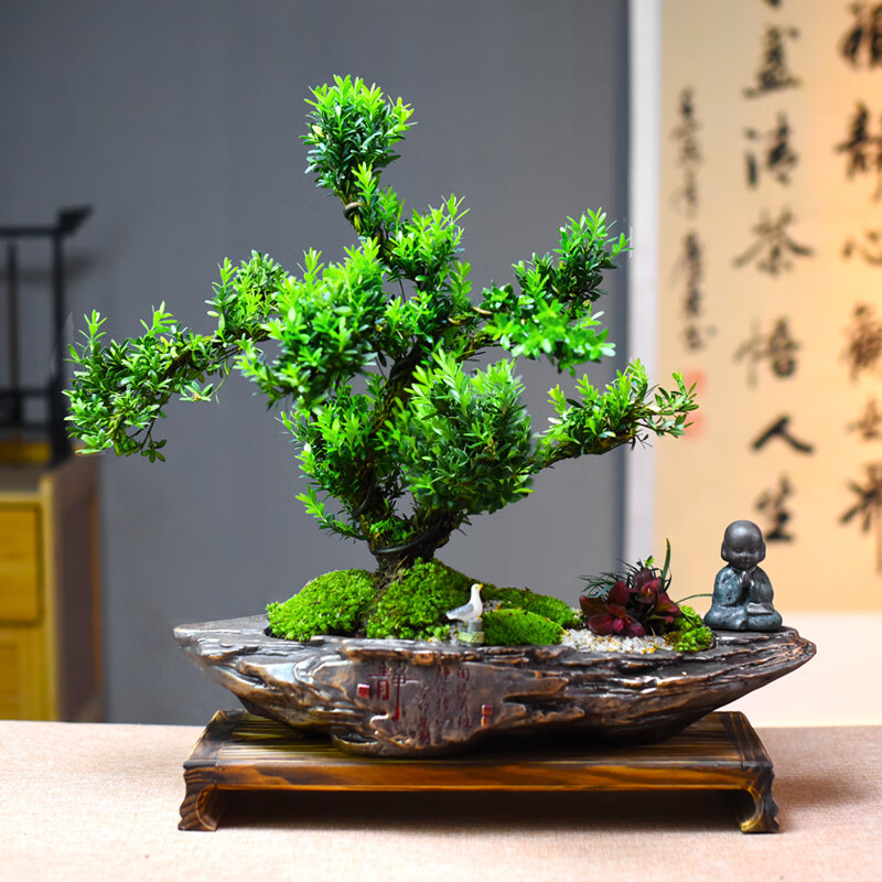 自然空间造型黄杨盆景静山大号异形绿植礼品+静禅和尚+斑鸠+6简 源头直发