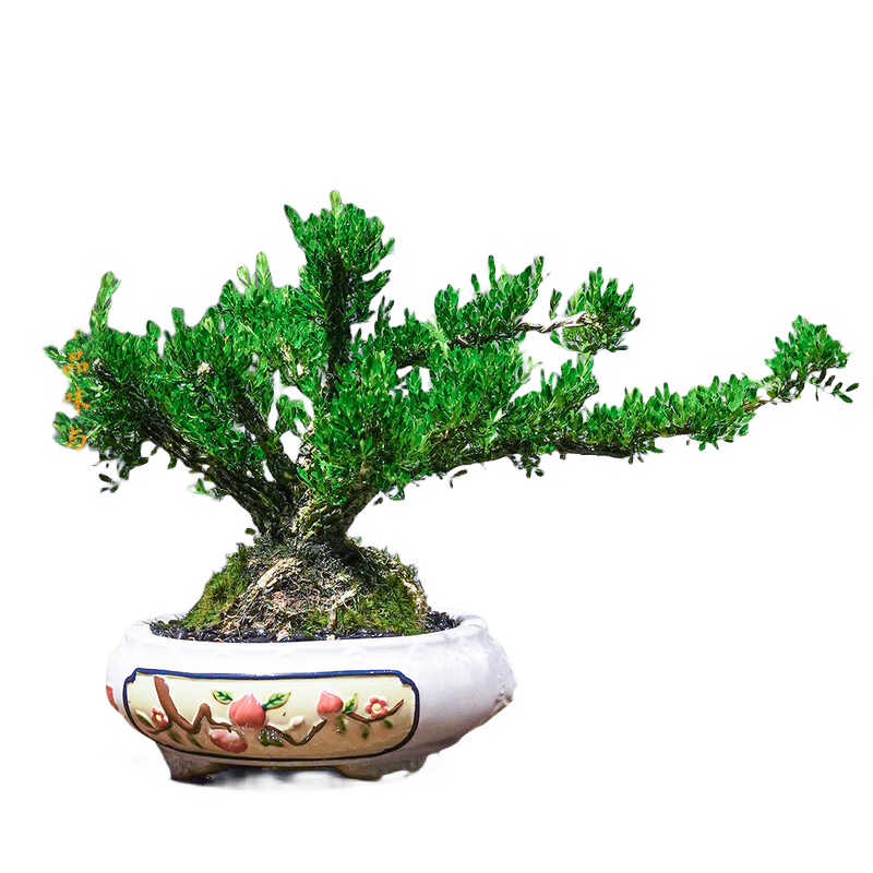 潮裕盆景黃楊盆景精品矮霸老樁造型真樹室內(nèi)花卉綠植盆栽客廳陽臺玄關(guān)擺件 黃楊盆景9 帶盆栽好
