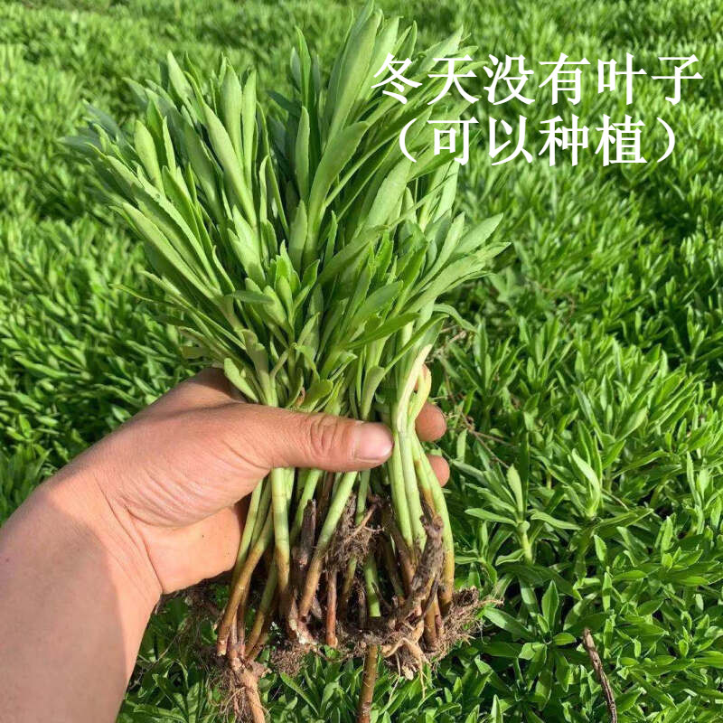 养心菜种苗 养心菜苗子 救心菜苗子 阳台盆栽救心菜 特色菜 带芽种根