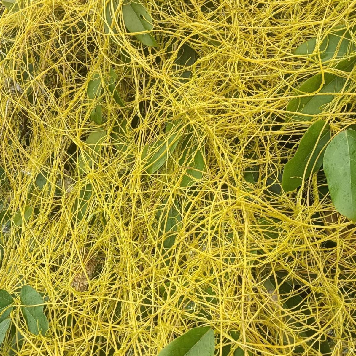 野生菟丝子藤 无根藤  金丝藤无头藤无娘藤无爷藤 菟丝子中草药 现采