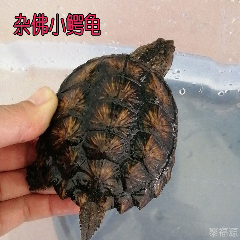 佛鳄小鳄乌龟活物超爆刺原种活体暴刺纯佛北美小鳄乌龟深水活物 国产