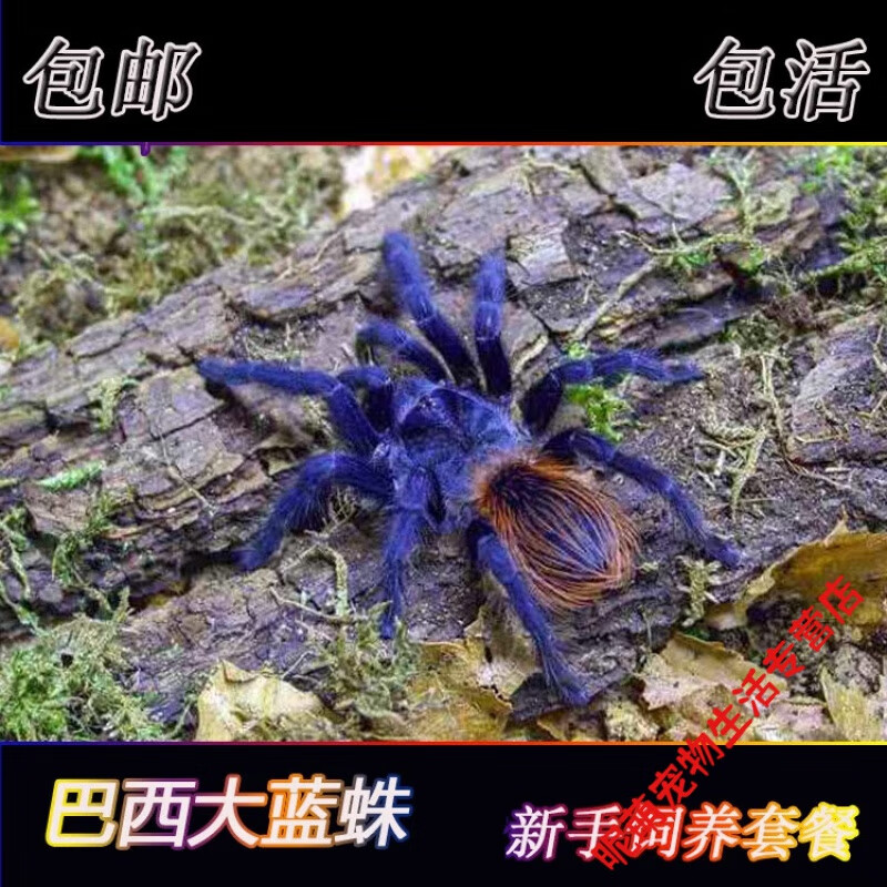 姬卉巴西大蓝蛛活体食鸟蛛宠物蜘蛛大蓝蜘蛛3-10厘米左右活体宠物蜘蛛