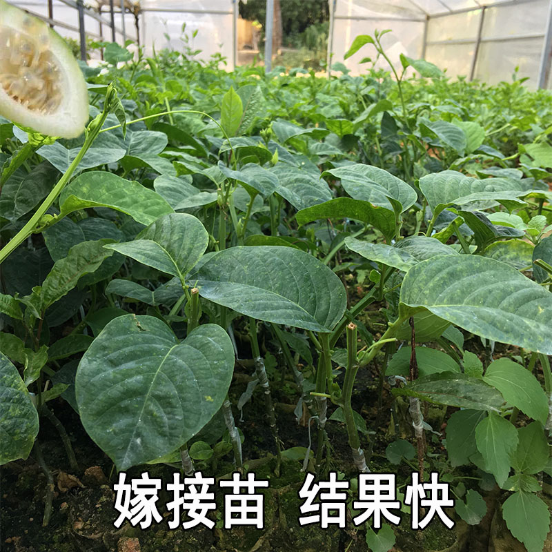 花姬百香果苗 木瓜百香果苗 百香果苗树 香蜜百香果苗 甜蜜蜜百香果