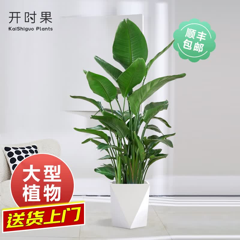 开时果天堂鸟盆栽大型植物（送货上门）办公室观叶绿植鹤望兰客厅盆景怎么看?
