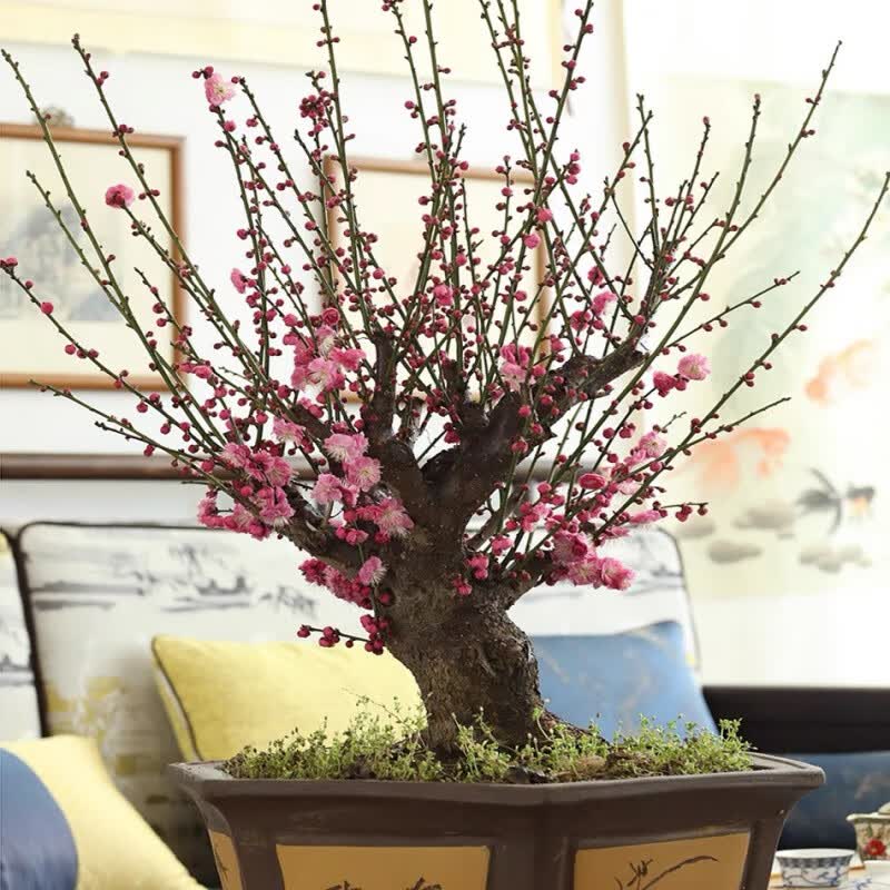 朵芮蜜红须朱砂绿梅玉蝶龙游梅红梅花苗盆栽浓香老桩腊梅耐寒原生骨里
