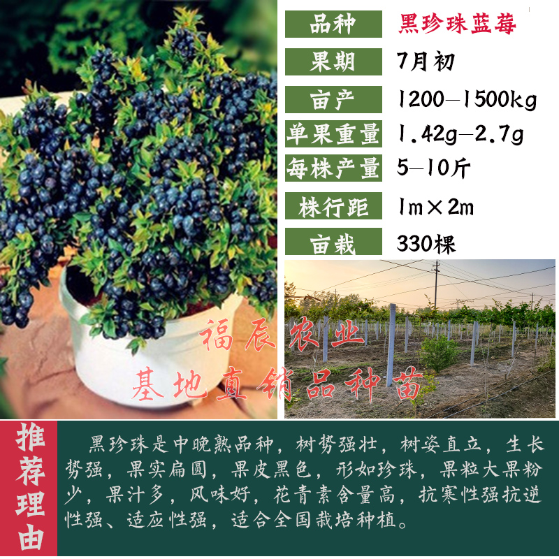 树苗盆栽东北绿宝石蓝莓苗南北方种植庭院特大地栽苗当年结果 黑珍珠