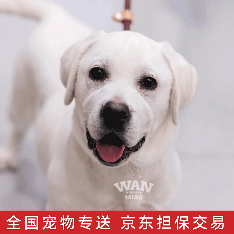 拉布拉多幼犬血统家养宠物狗活体拉不拉多大型犬幼崽 宠物级 【奶油色