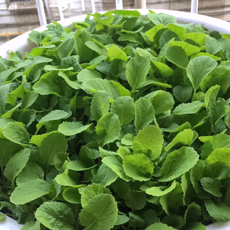 当季家庭种春冬季播种种菜山东寿光菜种 都市菜园四季小白菜种子10g