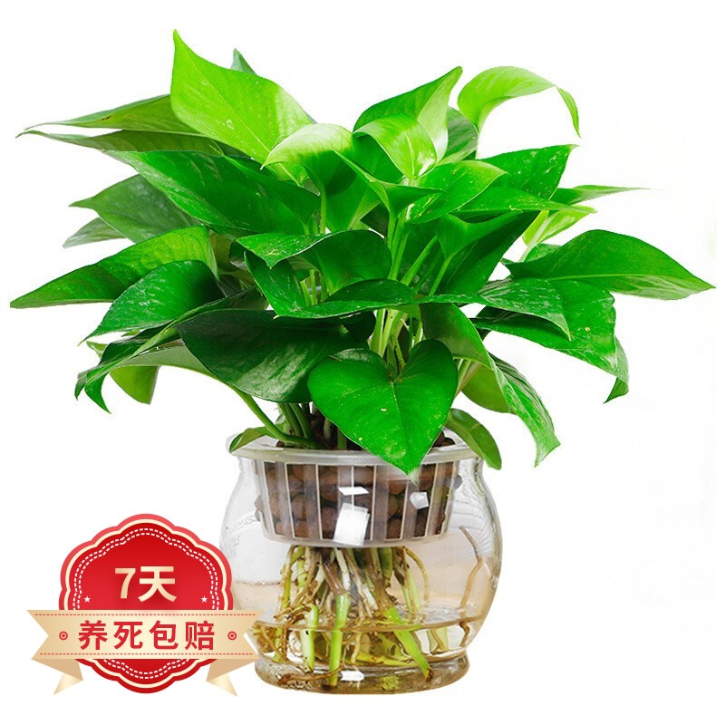 绿萝植物盆栽室内水培植物客厅常青绿植花卉盆景四季好养青叶绿萝