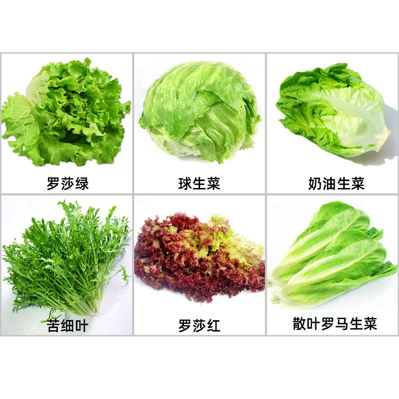 绿食者 沙拉蔬菜组合3.5斤 新鲜苦菊绿叶红叶生菜西餐沙拉健康轻食蔬菜 蔬菜沙拉组合3.5斤【无沙拉酱】