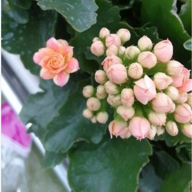 重瓣长寿花花苗巴黎系列四季开花植物盆栽绿植室内阳台花卉 5号奶油
